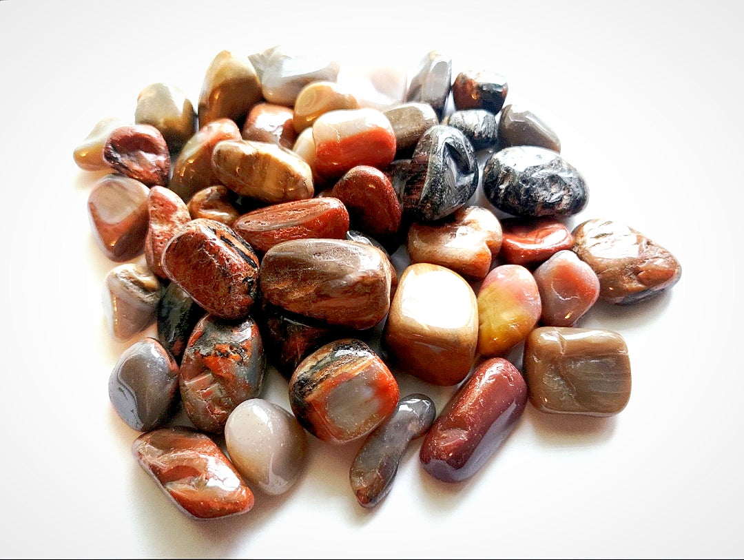 Petrified Wood Tumbled 1 lb