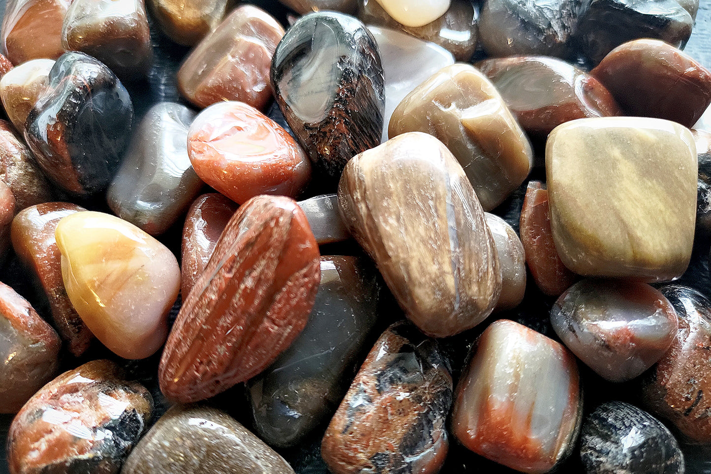 Petrified Wood Tumbled 1 lb